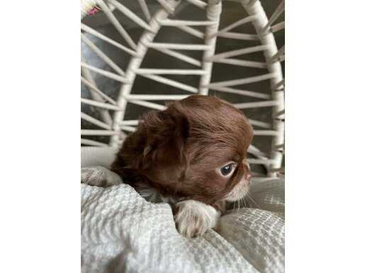 Muhteşem Anatomi ve Burunsuz Elma Kafa Yavrular