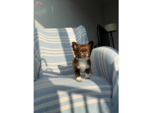 Ukrayna Kan Burunsuz Mükemmel Teacup Dişi