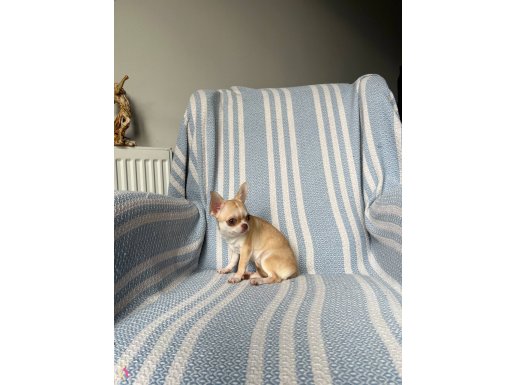 6 Aylık Mükemmel Anatomi Micro Teacup Dişiler