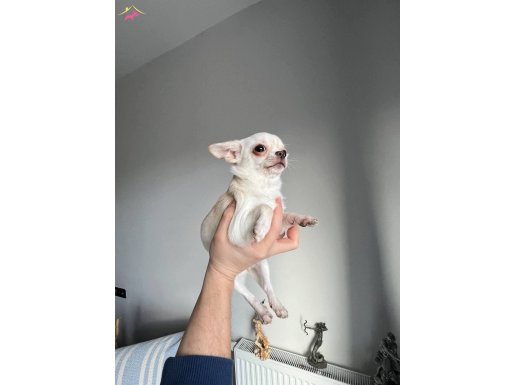 Ukrayna Kan Micro Teacup Dişiler Mükemmel Anatomi