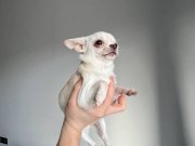 Ukrayna Kan Micro Teacup Dişiler Mükemmel Anatomi