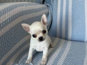 Ukrayna Kan Micro-Teacup Muhteşem Anatomi Yavrular