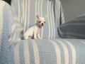 Rus Kan Son Teacup Erkek Mükemmel Anatomi 