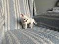 Rus Kan Son Teacup Erkek Mükemmel Anatomi 