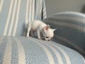 Rus Kan Son Teacup Erkek Mükemmel Anatomi 