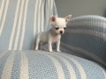 Rus Kan Son Teacup Erkek Mükemmel Anatomi 