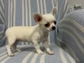 Ukrayna Kan Teacup ve Micro Boy Muhteşem Anatomi Yavrular