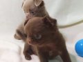 Muhteşem Anatomi Teacup Ukrayna Bebekler