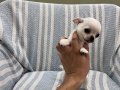 Rus Kan Teacup Bebekler Mükemmel Kalite