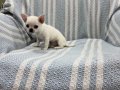 Rus Kan Teacup Bebekler Mükemmel Kalite