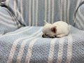 Rus Kan Teacup Bebekler Mükemmel Kalite