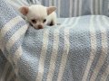 Rus Kan Teacup Bebekler Mükemmel Kalite