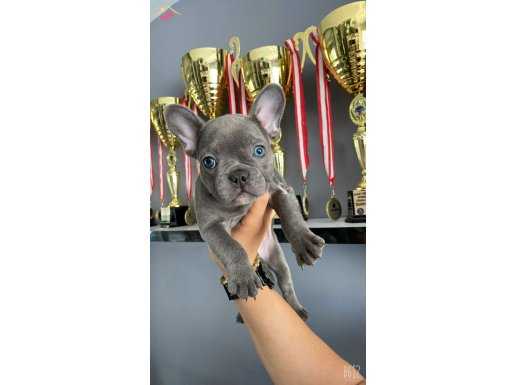 A KALITE FRENCH BULLDOG BLUE YAVRULARIMIZ