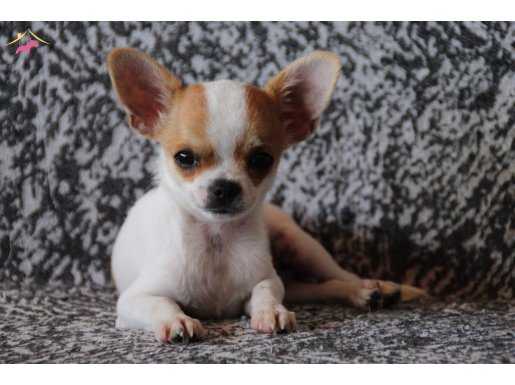 Irkının nirvanası chihuahua