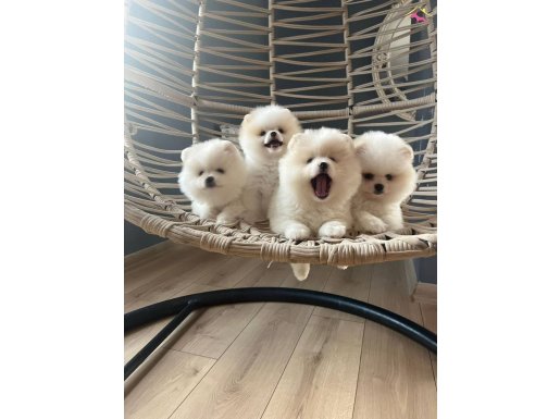 ÜST POMERANİAN BOO YAVRULARIMIZ