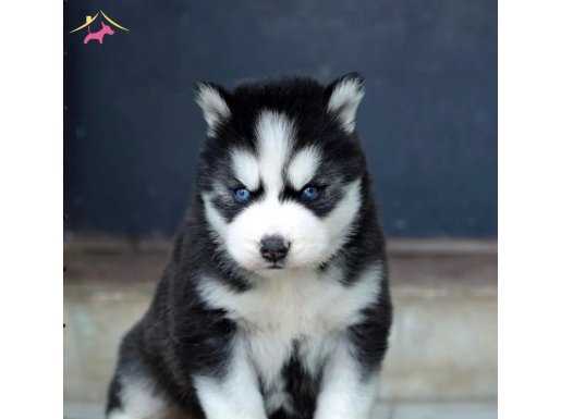 A KALİTE HUSKY YAVRULAR