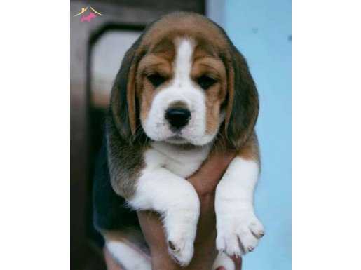 A KALİTE BEAGLE