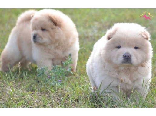 Harika Anatomide Çin Aslanı Bebekleri