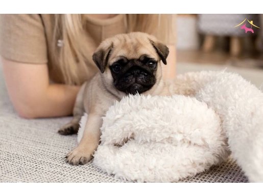Pug Mops Yavruları