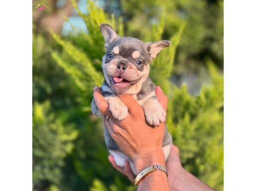 Lilac tan French Bulldog yavrularımız
