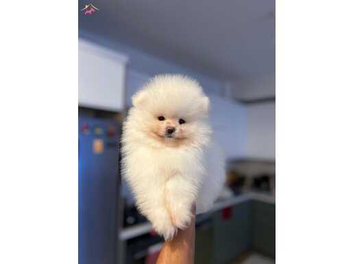 Ukrayna çıkışlı pomeranian boo