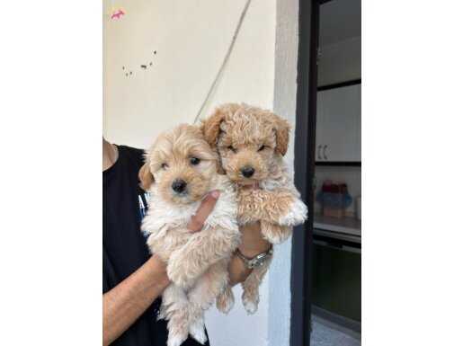 Sevimli Maltipoo bebeklerimiz 