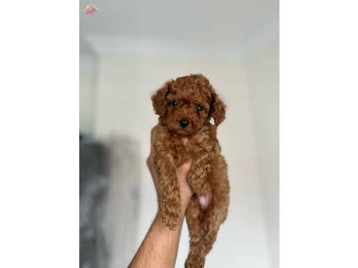 Kore toy poodle bebeklerim elden ege bölgesi elden teslim
