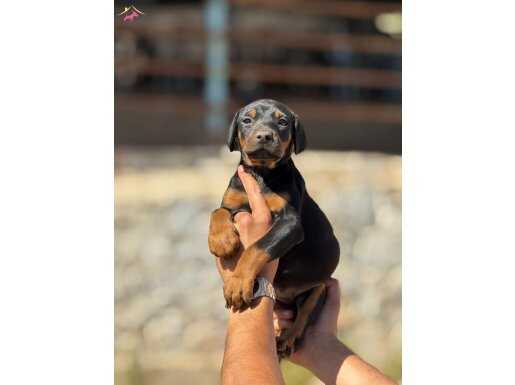 Irk harikasi Doberman yavrular 
