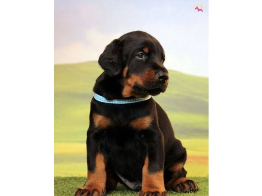Irk ve sağlık garantili Doberman yavrularımız 