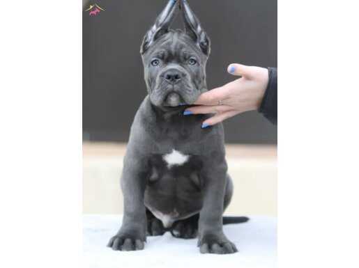 Irk ve sağlık garantili Cane corso yavrularımız 