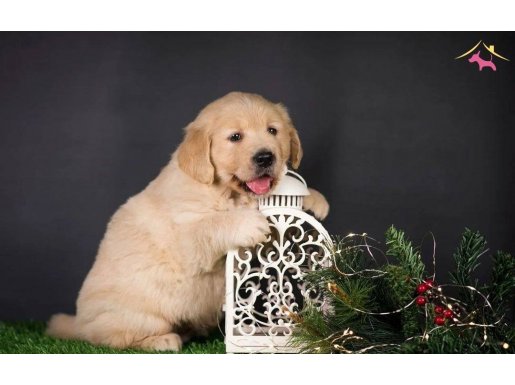 Irk ve sağlık garantili Golden retriever yavrularımız 