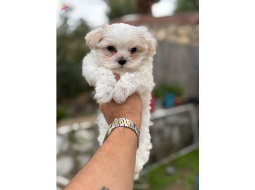 Sıfır burun Kore maltese terrier 2,5kg geçmeyecek