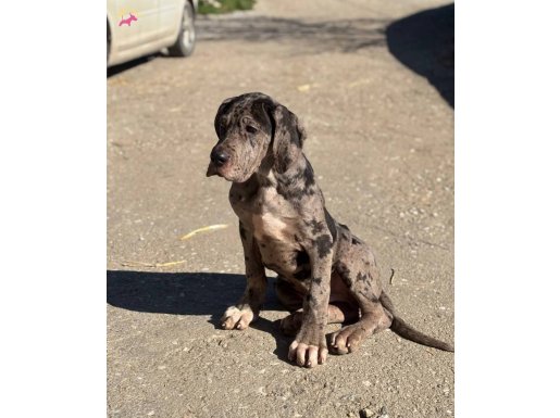 Dev adayı black merle danua