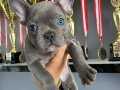 A KALITE FRENCH BULLDOG BLUE YAVRULARIMIZ