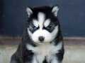 A KALİTE HUSKY YAVRULAR