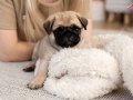 Pug Mops Yavruları