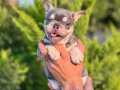 Lilac tan French Bulldog yavrularımız
