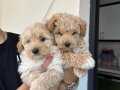 Sevimli Maltipoo bebeklerimiz 