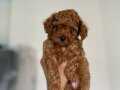 Kore toy poodle bebeklerim elden ege bölgesi elden teslim