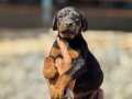 Irk harikasi Doberman yavrular 