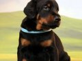 Irk ve sağlık garantili Doberman yavrularımız 