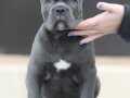 Irk ve sağlık garantili Cane corso yavrularımız 