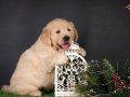 Irk ve sağlık garantili Golden retriever yavrularımız 