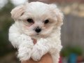 Sıfır burun Kore maltese terrier 2,5kg geçmeyecek