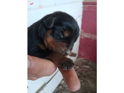Macar Rott’lar yeni yuvalarını arıyor
