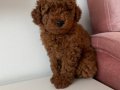 Toy Poodle Dişi Yavrularımız 