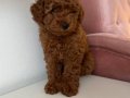 Toy Poodle Dişi Yavrularımız 