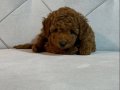 Toy Poodle Dişi Yavrularımız 