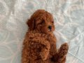 Toy Poodle Dişi Yavrularımız 