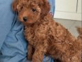 Toy Poodle Dişi Yavrularımız 